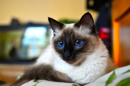 417782 10101218890660231 2072231790 n.jpg