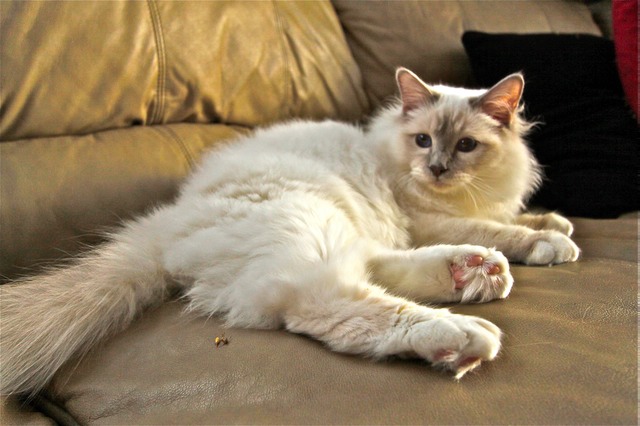 Galileo sur le divan